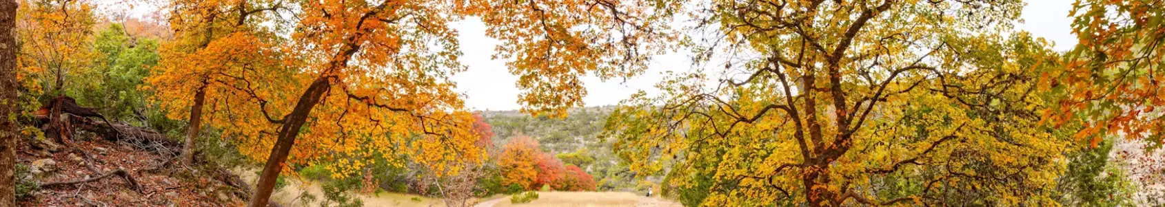 Fall Foliage, Lost Maples State Park – Vanderpool, Texas